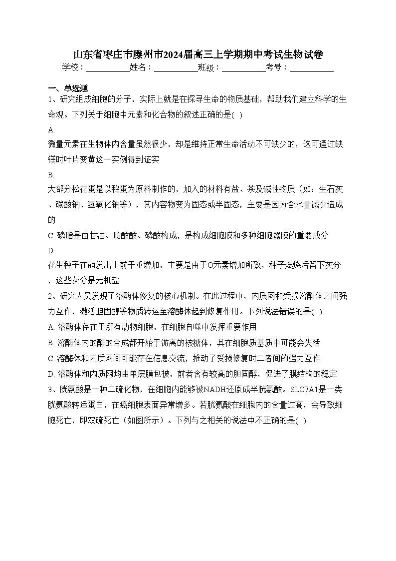 山东省枣庄市滕州市2024届高三上学期期中考试生物试卷(含答案)01