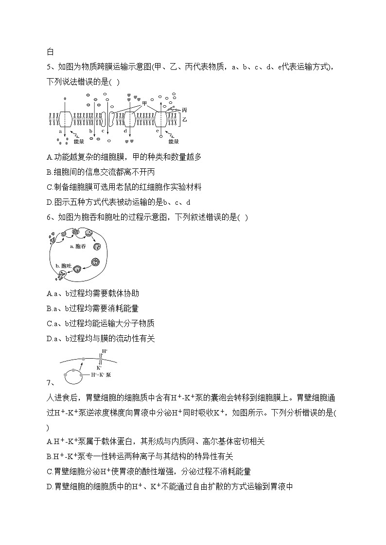 4.2主动运输与胞吞胞吐（同步测试）——高中生物学人教版（2019）必修一(含答案)02