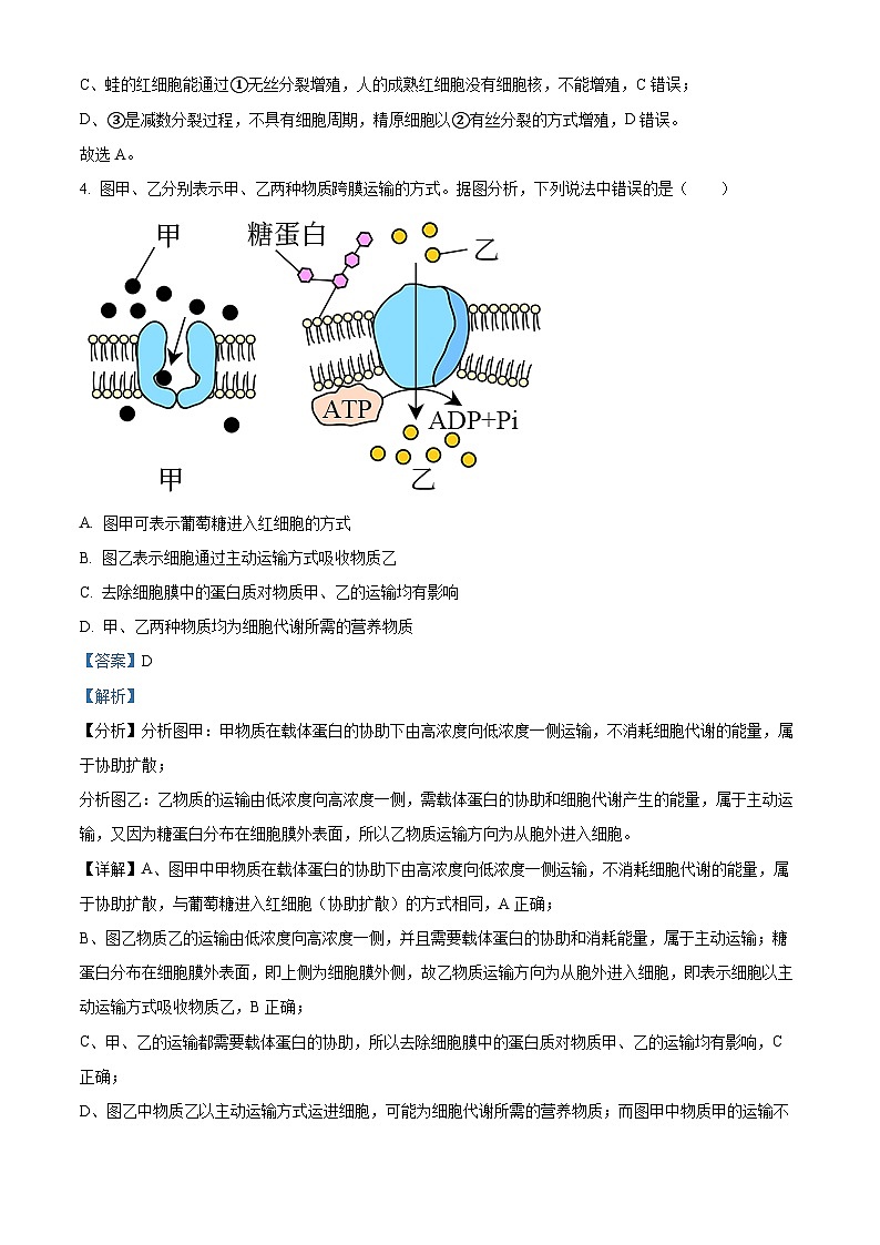四川省成都市实验外国语学校2023-2024学年高三上学期10月月考生物试题（Word版附解析）03