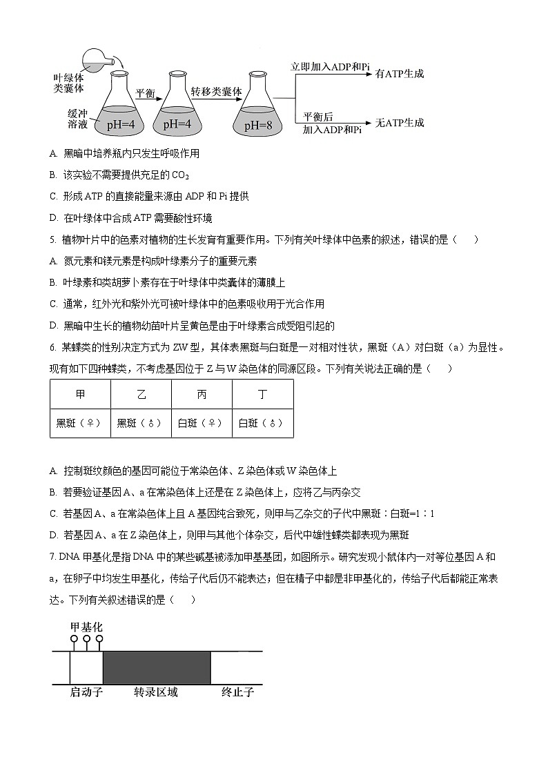 2024武汉华中师范大学第一附中高三上学期期中生物试题含解析02