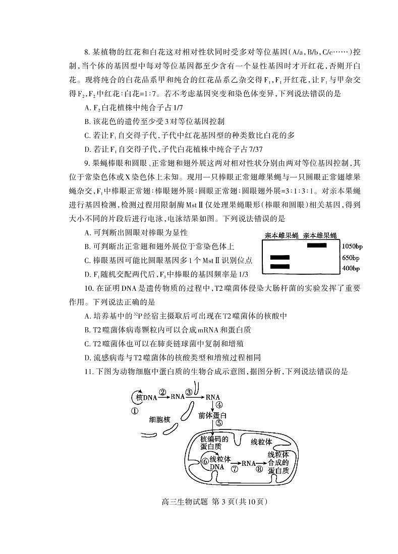 2024泰安高三上学期期中考试生物PDF版含答案03
