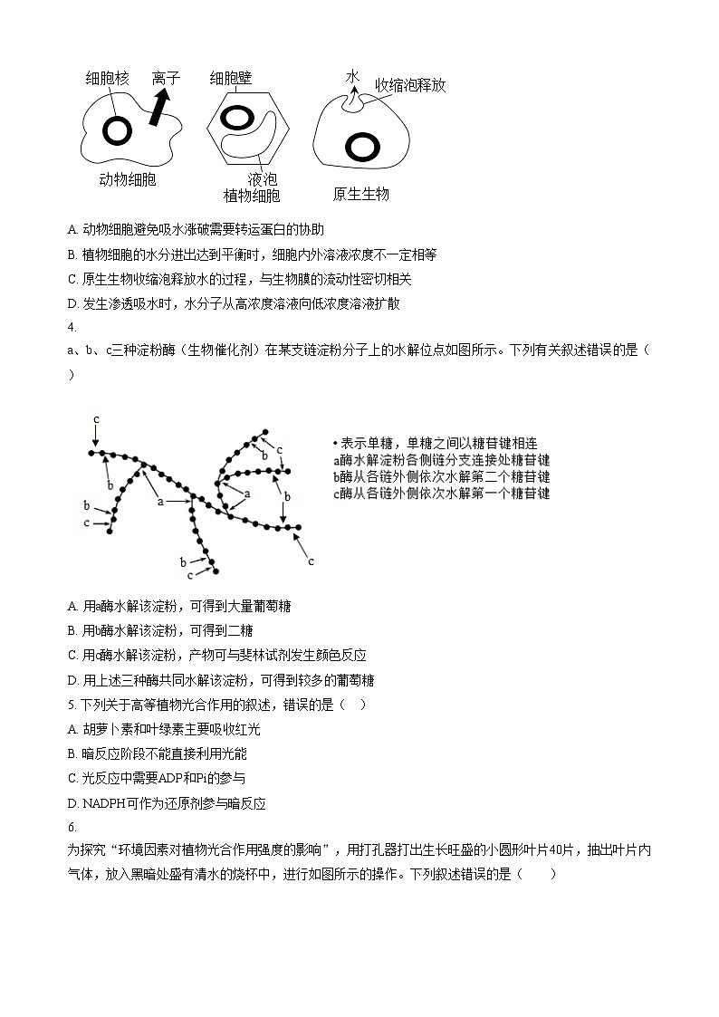 2024大理下关一中高二上学期期中生物试题含答案02