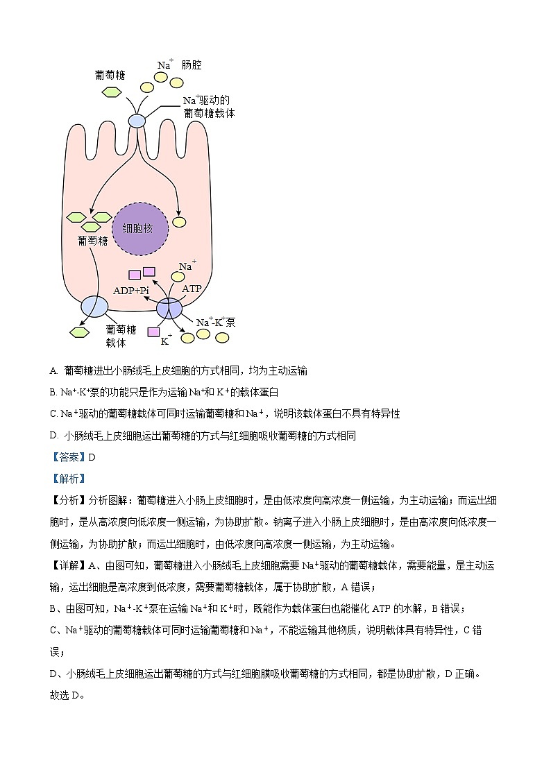 新疆喀什二中2023-2024学年高三上学期期中生物试题（解析版）03