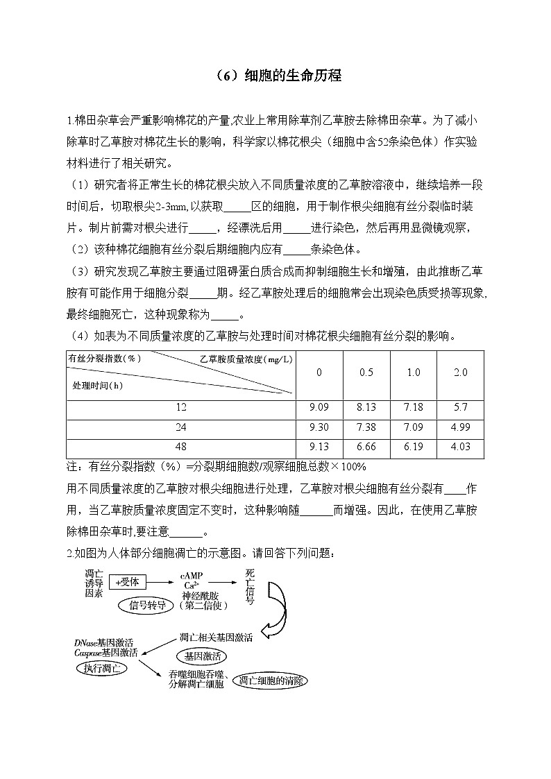 2024届高考生物一轮复习大题专练【配套新教材】（6）细胞的生命历程第1页