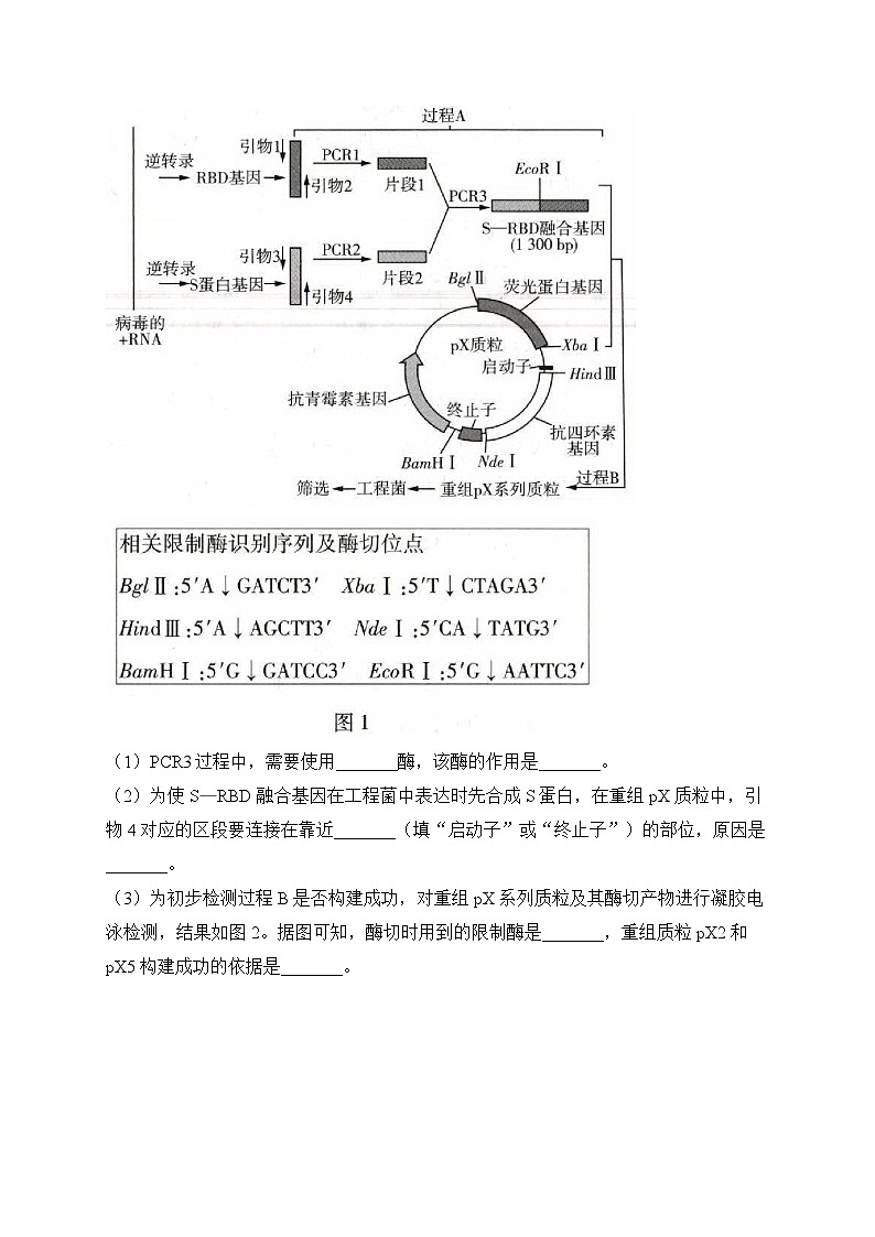 2024届高考生物一轮复习大题专练【配套新教材】（17）基因工程第3页