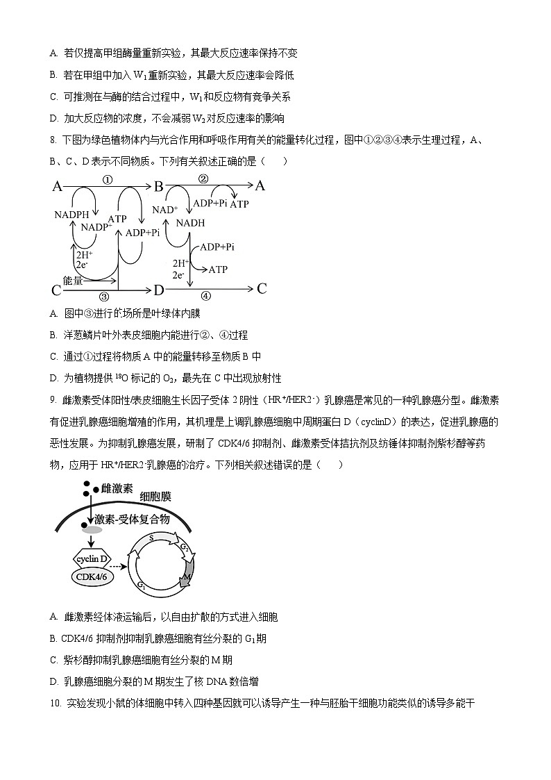 2024亳州蒙城县五校高三上学期11月期中联考生物试题含解析03