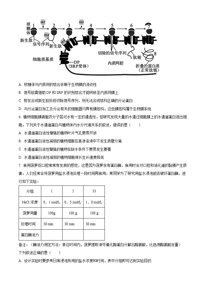 2024周口项城一中高三上学期11月期中考试生物含解析02