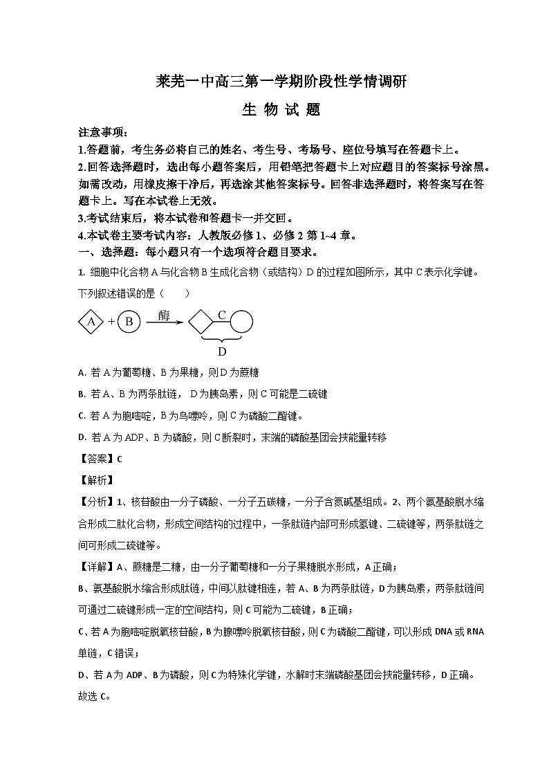 山东省济南市莱芜第一中学2024届高三上学期期中考试生物试题（Word版附解析）01