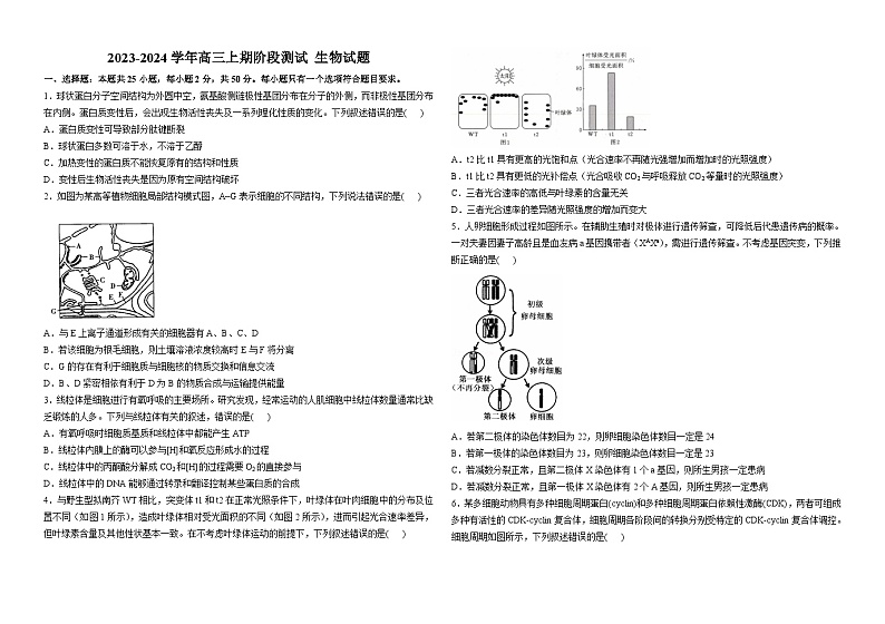 河南省栾川县第一高级中学2023-2024学年高三上学期11月阶段考试生物试题第1页