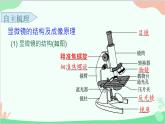 生物人教版(2019)必修1 1.2 细胞的多样性和统一性课件