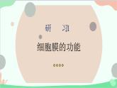 生物人教版(2019)必修1 3.1 细胞膜的结构和功能 课件