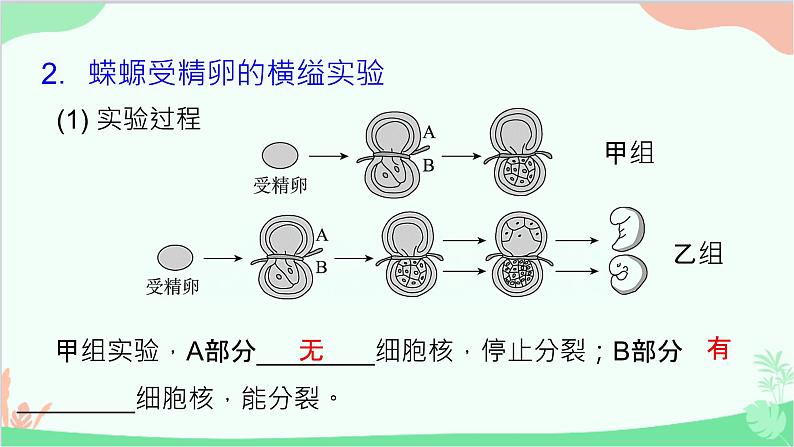 生物人教版(2019)必修1 3.3 细胞核的结构和功能 课件06