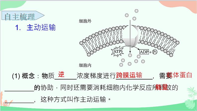 生物人教版(2019)必修1 4.2 主动运输与胞吞、胞吐 课件第5页