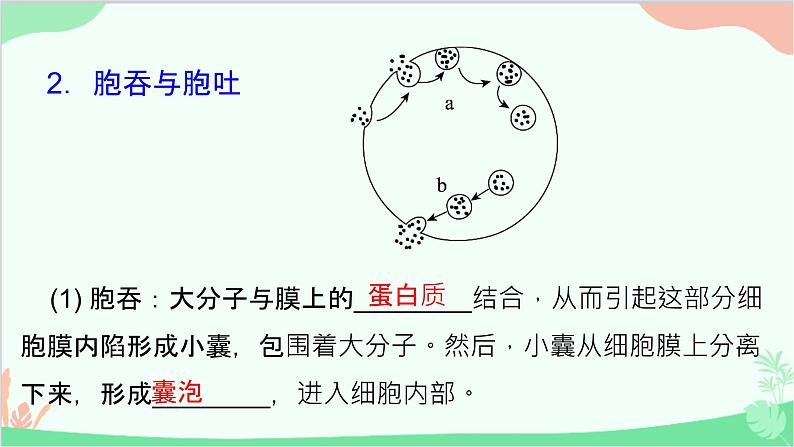 生物人教版(2019)必修1 4.2 主动运输与胞吞、胞吐 课件第7页