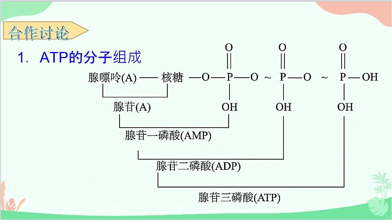 生物人教版(2019)必修1 5.2 细胞的能量“货币”ATP 课件08