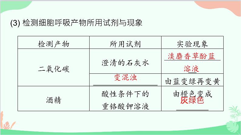 生物人教版(2019)必修1 5.3 细胞呼吸的原理和应用 课件第8页