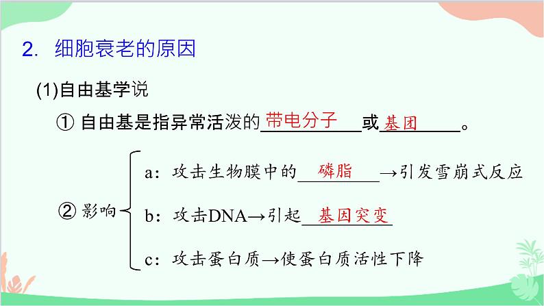 生物人教版(2019)必修1 第6章 细胞的生命历程 第3节细胞的衰老和死亡课件07