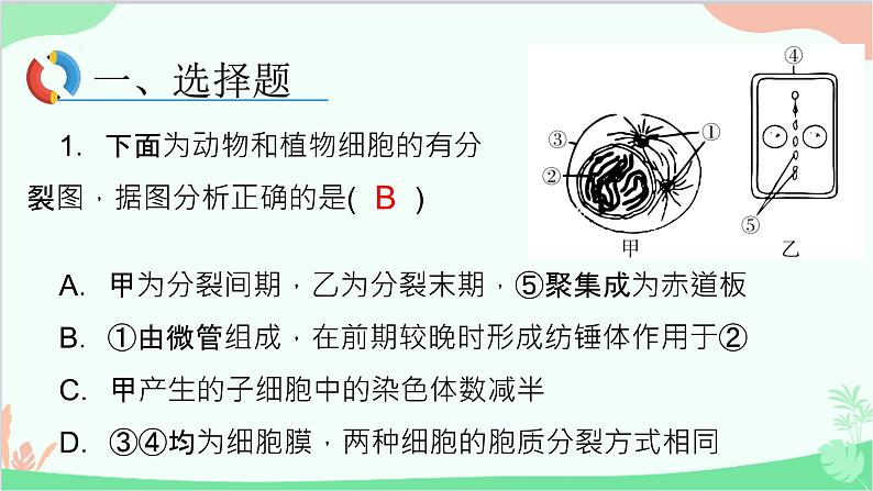 生物人教版(2019)必修1 6.1、2细胞的增殖　细胞的分化课件第2页