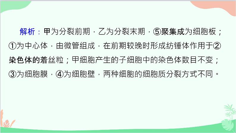 生物人教版(2019)必修1 6.1、2细胞的增殖　细胞的分化课件第3页