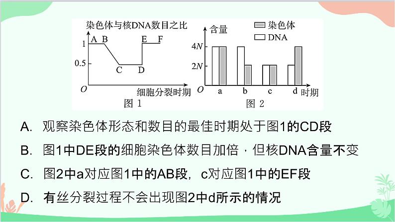 生物人教版(2019)必修1 6.1、2细胞的增殖　细胞的分化课件第6页