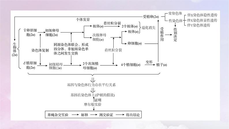 新教材适用2023_2024学年高中生物第2章基因和染色体的关系章末总结课件新人教版必修204