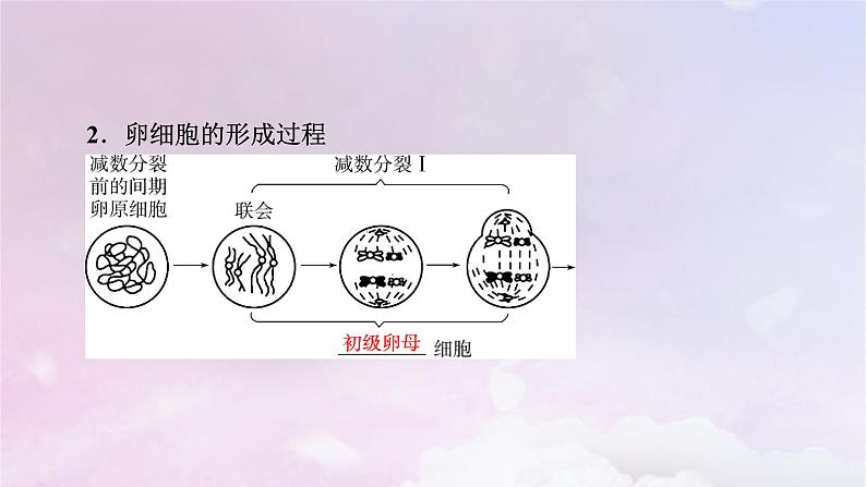 新教材适用2023_2024学年高中生物第2章基因和染色体的关系第1节减数分裂和受精作用第2课时卵细胞的形成过程减数分裂过程中染色体与核DNA等数目变化规律课件新人教版必修2第6页