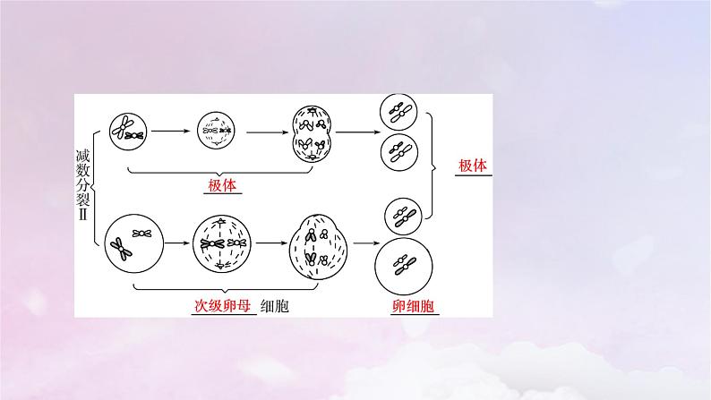 新教材适用2023_2024学年高中生物第2章基因和染色体的关系第1节减数分裂和受精作用第2课时卵细胞的形成过程减数分裂过程中染色体与核DNA等数目变化规律课件新人教版必修2第7页