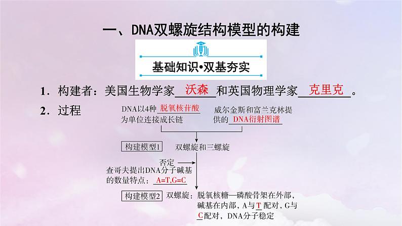 新教材适用2023_2024学年高中生物第3章基因的本质第2节DNA的结构课件新人教版必修2第6页