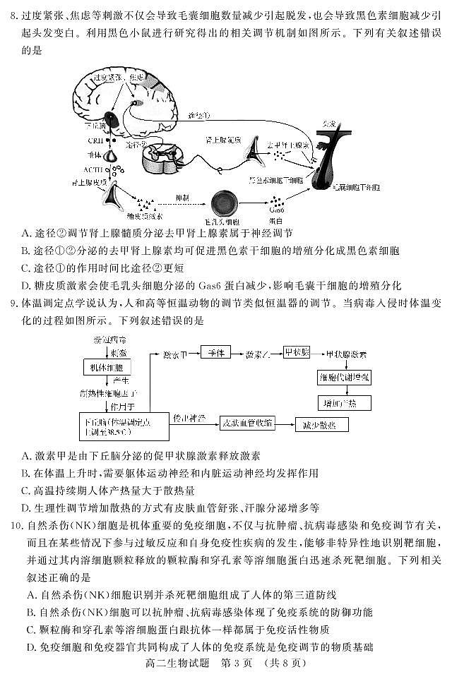2024山东省名校考试联盟高二上学期11月期中生物试题PDF版含答案03