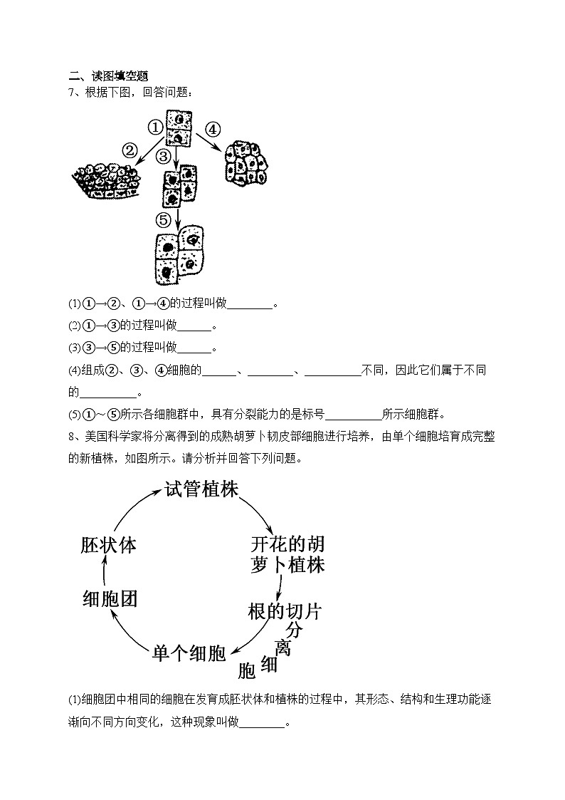 6.2细胞的分化（同步测试）—— 高中生物学人教版(2019)必修1(含答案)02