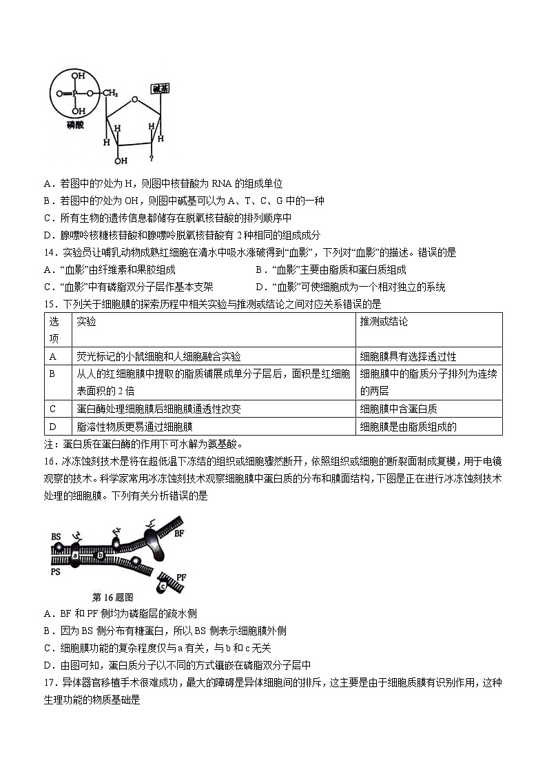 浙江省宁波市金兰教育合作组织2023-2024学年高一上学期期中联考生物试题（Word版附答案）03