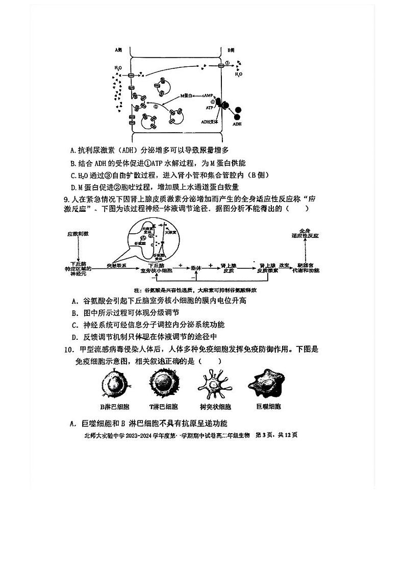 北京师范大学附属实验中学2023-2024学年高二上学期期中生物试题03
