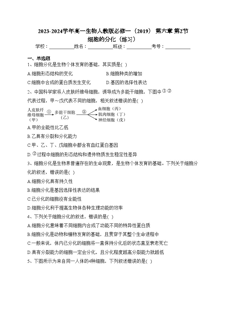2023-2024学年高一生物人教版必修一（2019） 第六章 第2节 细胞的分化（练习）(含答案)01
