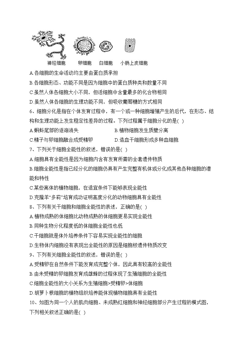 2023-2024学年高一生物人教版必修一（2019） 第六章 第2节 细胞的分化（练习）(含答案)02