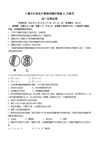 湖北省十堰市示范高中教联体测评联盟2023-2024学年高一上学期11月联考生物试题（Word版附解析）