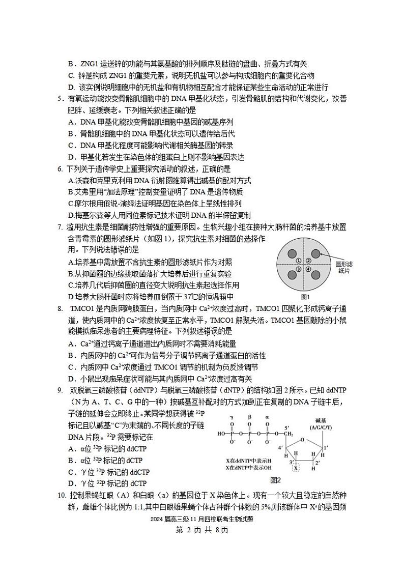 广东省汕头市2024届高三上学期四校期中联考生物试卷+答案02