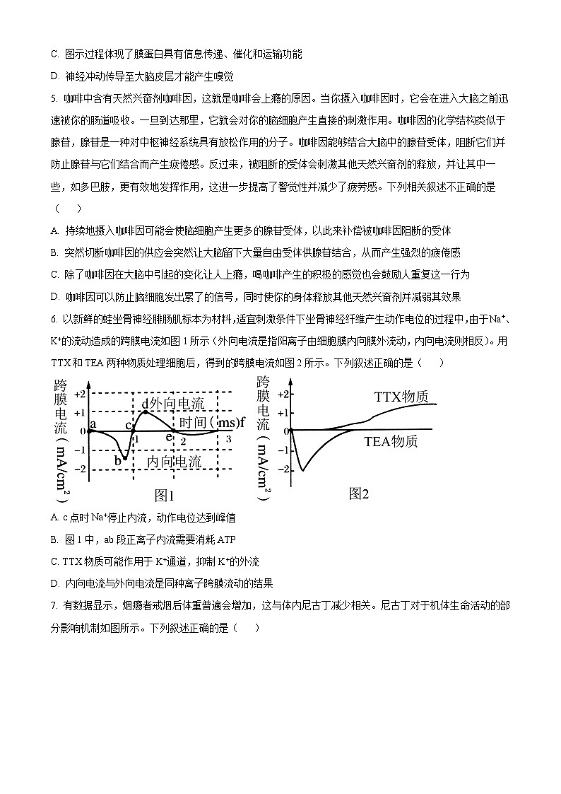 2024聊城高二上学期11月期中考试生物含解析03