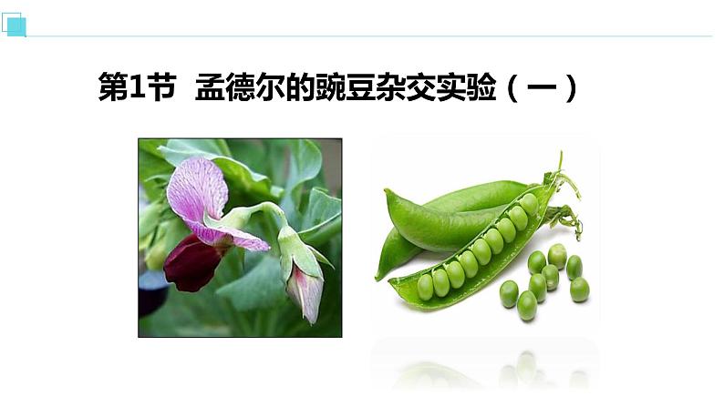 人教版高中生物必修二1.1孟德尔的豌豆杂交实验（一）课件+同步分层练习（含答案解析）02