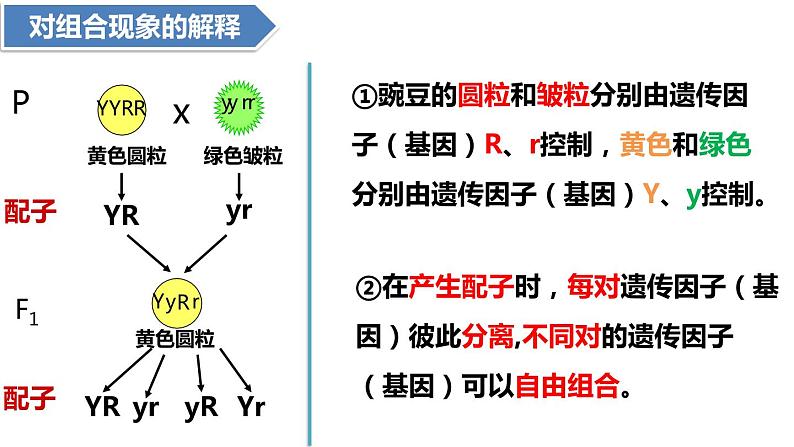 人教版高中生物必修二1.2孟德尔的豌豆杂交实验（二）课件+同步分层练习（含答案解析）07