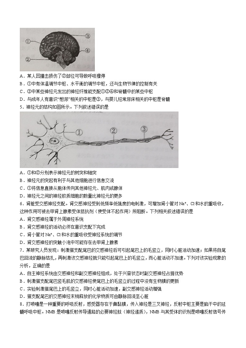 内蒙古呼和浩特市第一中学2023-2024学年高二上学期期中生物试题（Word版附答案）第2页