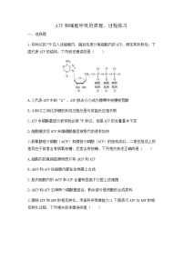 2024届高三生物一轮复习（老教材）基础练习：ATP和细胞呼吸的原理、过程