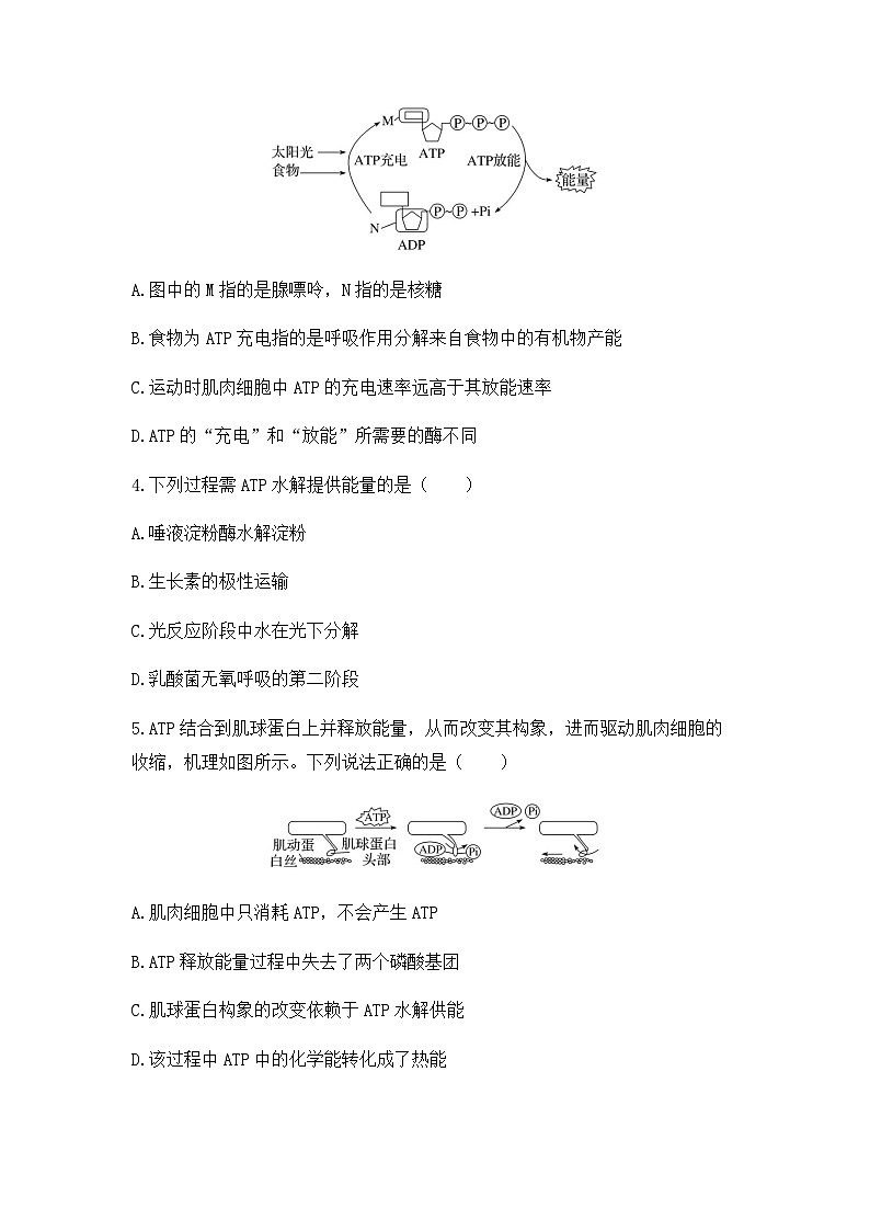 2024届高三生物一轮复习（老教材）基础练习：ATP和细胞呼吸的原理、过程第2页