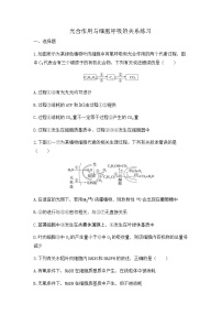 2024届高三生物一轮复习（老教材）基础练习：光合作用与细胞呼吸的关系