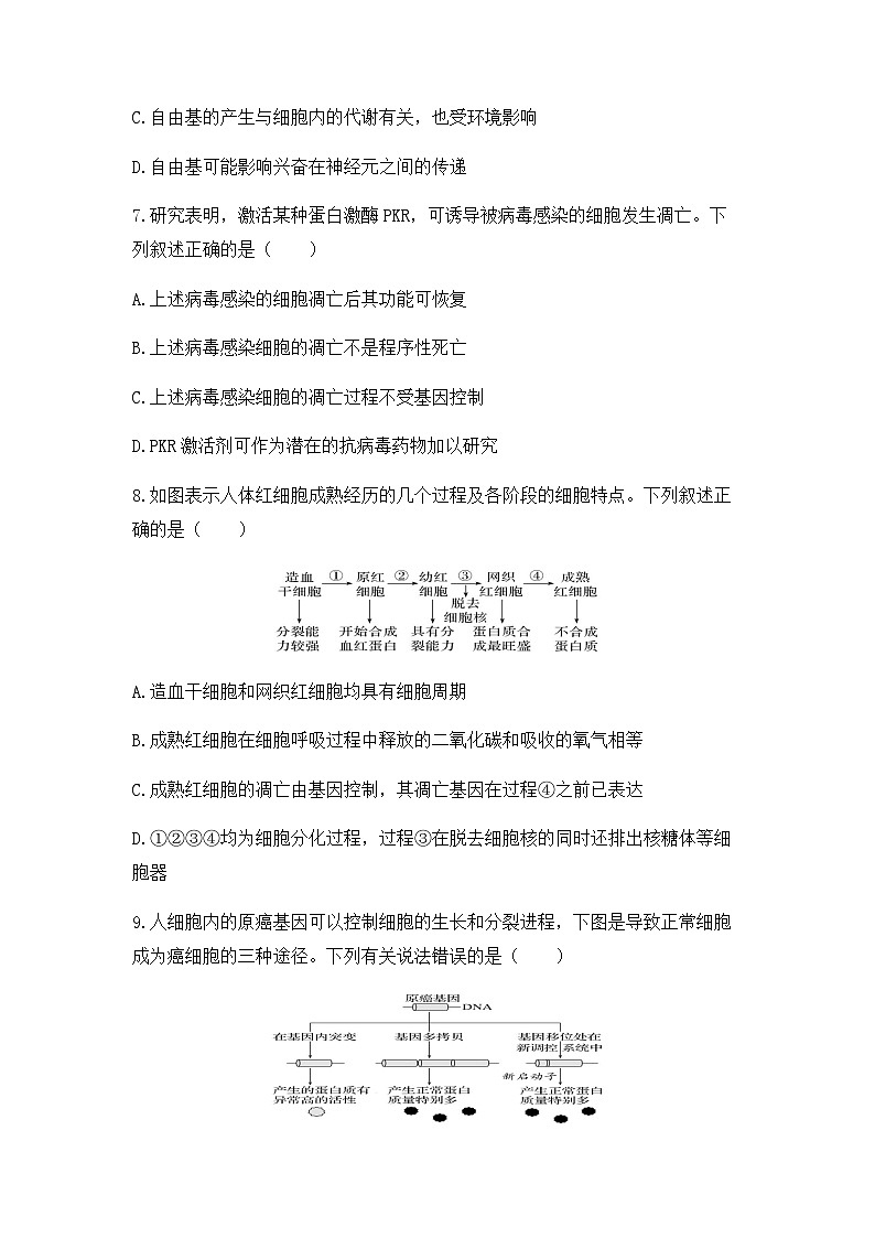 2024届高三生物一轮复习（老教材）基础练习：细胞的分化、衰老、凋亡和癌变第3页