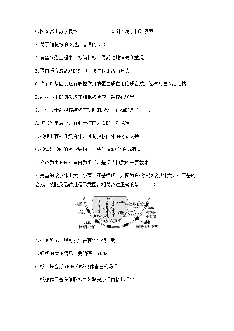 2024届高三生物一轮复习（老教材）基础练习：细胞核的结构和功能第3页