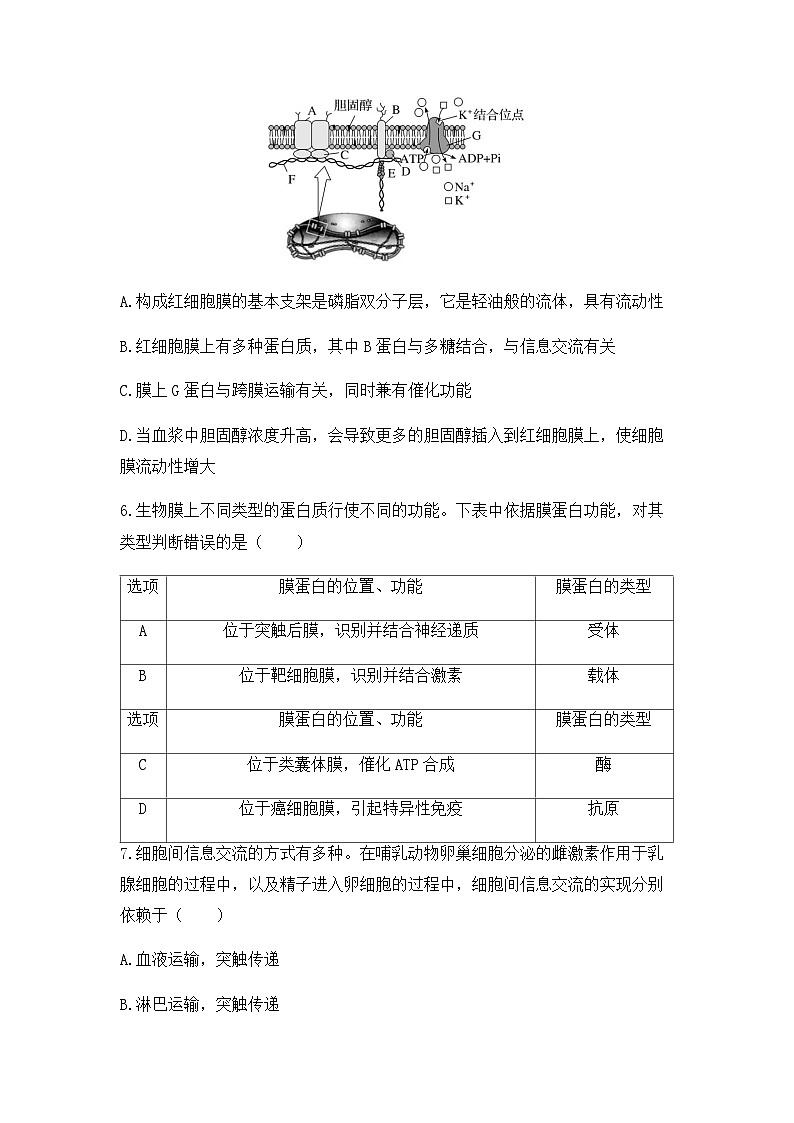 2024届高三生物一轮复习（老教材）基础练习：细胞膜的结构和功能第3页