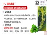 3.2 细胞器之间的分工合作（第二课时）课件