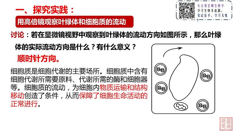 3.2 细胞器之间的分工合作（第二课时）课件06