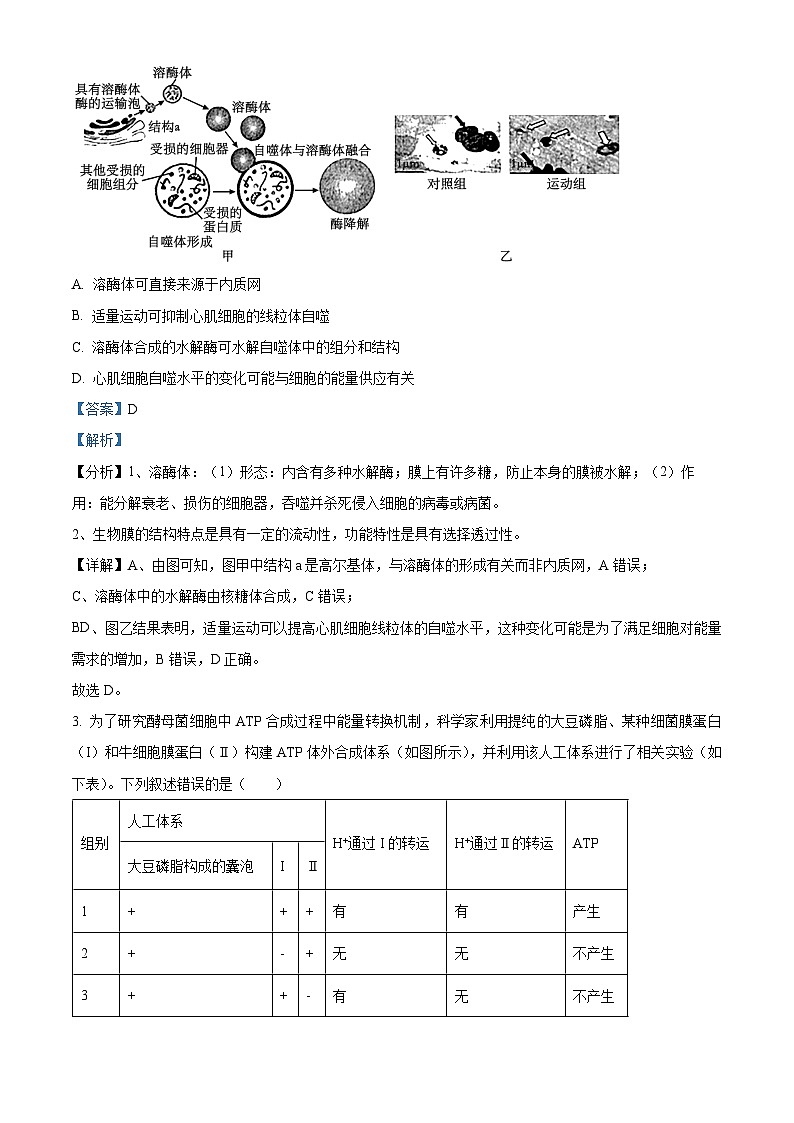 重庆市巴蜀中学2023-2024学年高三上学期期中生物试题（Word版附解析）第2页