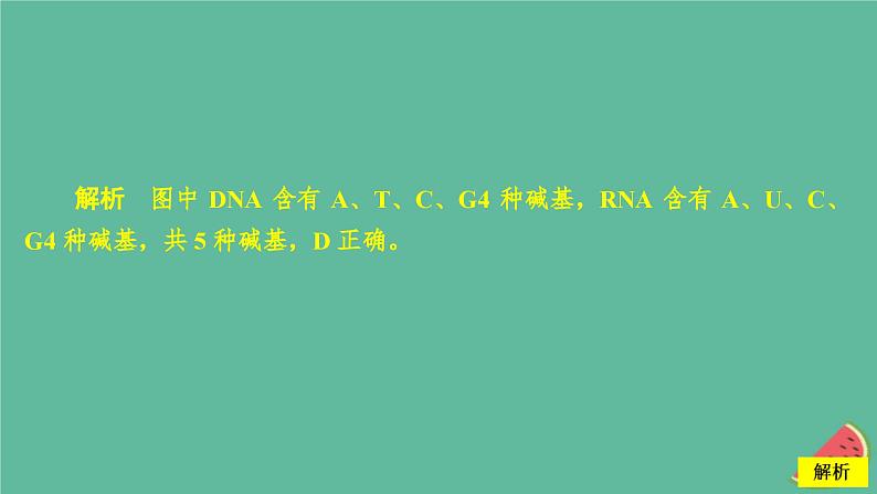 2023年新教材高中生物第4章基因的表达第1节基因指导蛋白质的合成课时精练课件新人教版必修207